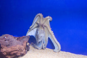 beware of the tree octopus