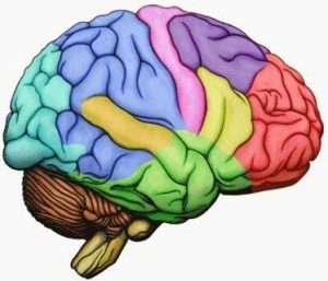 read the brain series